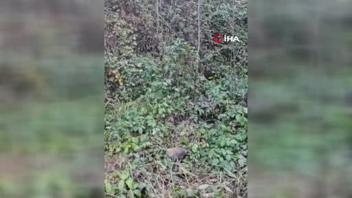 Domuz saldırısına uğrayan avcı: "Ayakkabımı yedi, onunla mücadele ettim, kalkamadım kalksam onu...