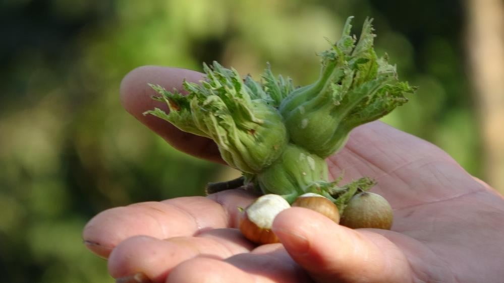 DÜZCE'DEN AVRUPA BİRLİĞİ (AB) ÜLKELERİNE 2025 YILINDA AYDA 16 BİN 455 TON İÇ FINDIK İHRAÇ...