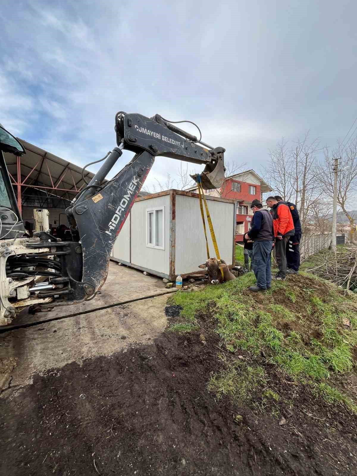 DÜZCE’DE KUYUYA DÜŞEN İNEK 1 SAATLİK YAPILAN ÇALIŞMANIN ARDINDAN BULUNDUĞU YERDEN...