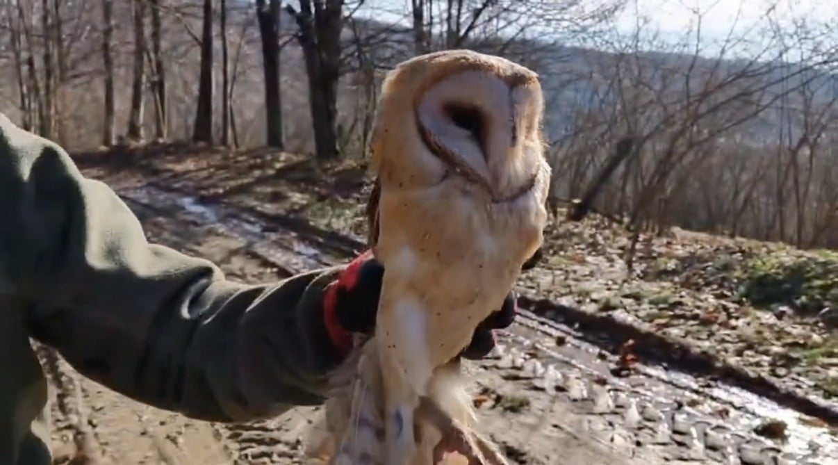 DÜZCE DOĞA KORUMA VE MİLLÎ PARKLAR MÜDÜRLÜĞÜ, 2025 YILI BOYUNCA YARALI VE YARDIMA MUHTAÇ YABAN...