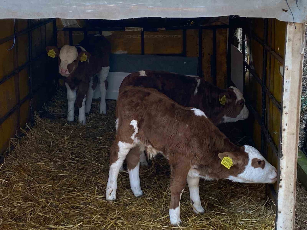EDİRNE MERKEZE BAĞLI ORHANİYE KÖYÜ'NDE BİR BÜYÜKBAŞ HAYVAN ÜÇÜZ BUZAĞI DÜNYAYA...