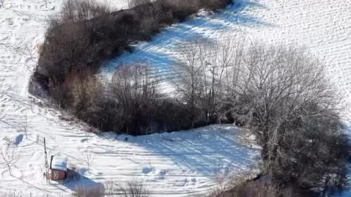 Elazığ'da domuz sürüsü görüldü