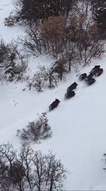 ELAZIĞ’DA DOMUZ SÜRÜSÜNÜN KAÇIŞLARI DRON İLE GÖRÜNTÜLENDİ