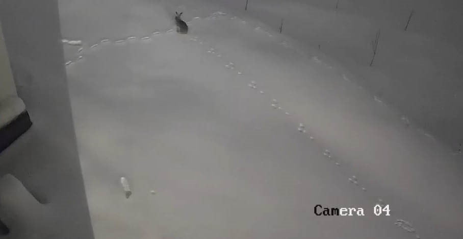 ELAZIĞ’DA KARDAN DOLAYI YİYECEK BULAMAYAN VE KÖYLERDEKİ EVLERİN KENARLARINA KADAR GELEN TİLKİ...