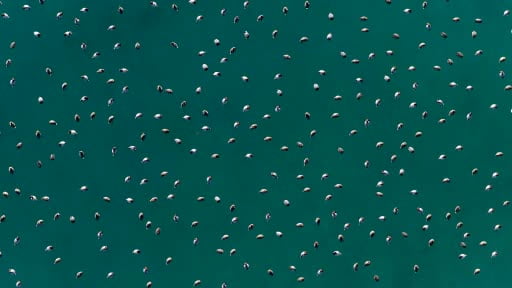Elmabaş patka ördekleri Salda Gölü’nde böyle görüntülendi