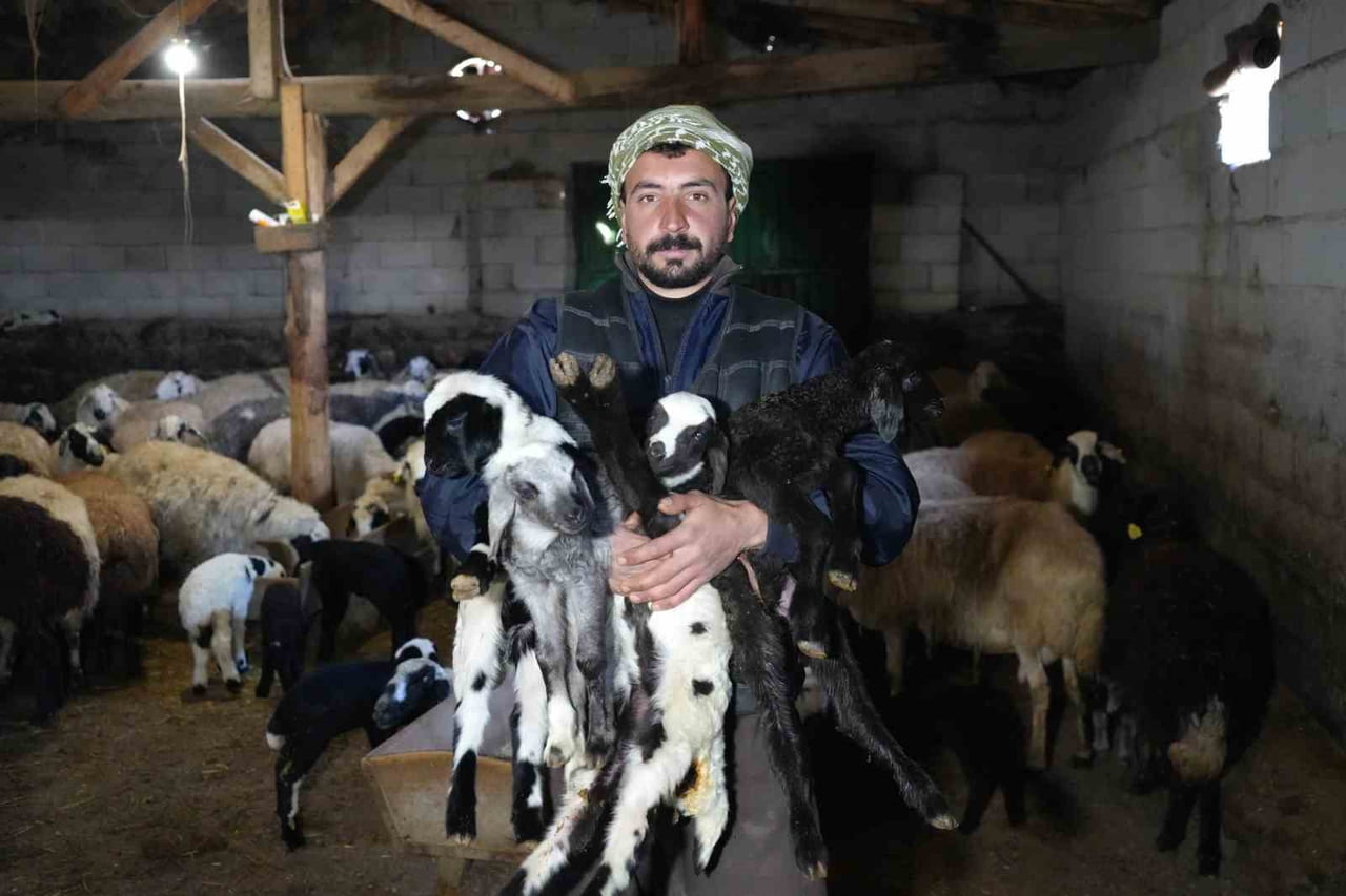 ERZİNCAN’DA KOYUNLARIN KUZULAMA DÖNEMİNİN BAŞLAMASIYLA BİRLİKTE YENİ YILIN İLK KUZULARI DÜNYAYA...