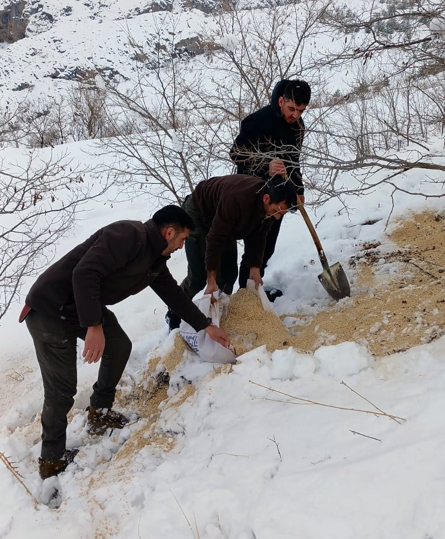 ERZİNCAN’IN KEMAH İLÇESİNDE, AĞIR KIŞ ŞARTLARI NEDENİYLE YİYECEK BULMAKTA ZORLANAN YABAN...