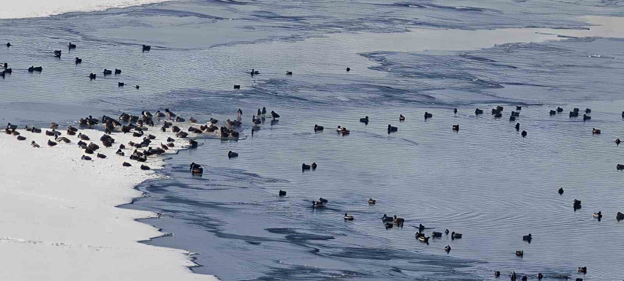 ERZURUM’UN AŞKALE İLÇESİNDE ETKİLİ OLAN SİBİRYA SOĞUKLARI, YABAN HAYATINI DA OLUMSUZ ETKİLİYOR....
