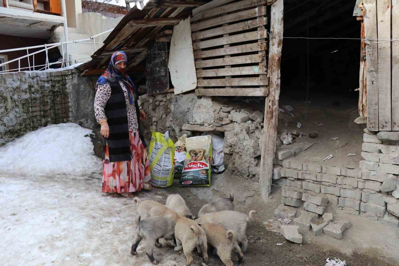 ERZURUM’UN OLTU İLÇESİNDE ESKİ BİR EVİN ÇATISINDA DÜNYAYA GELEN 10 SOKAK KÖPEĞİ YAVRUSU İÇİN...