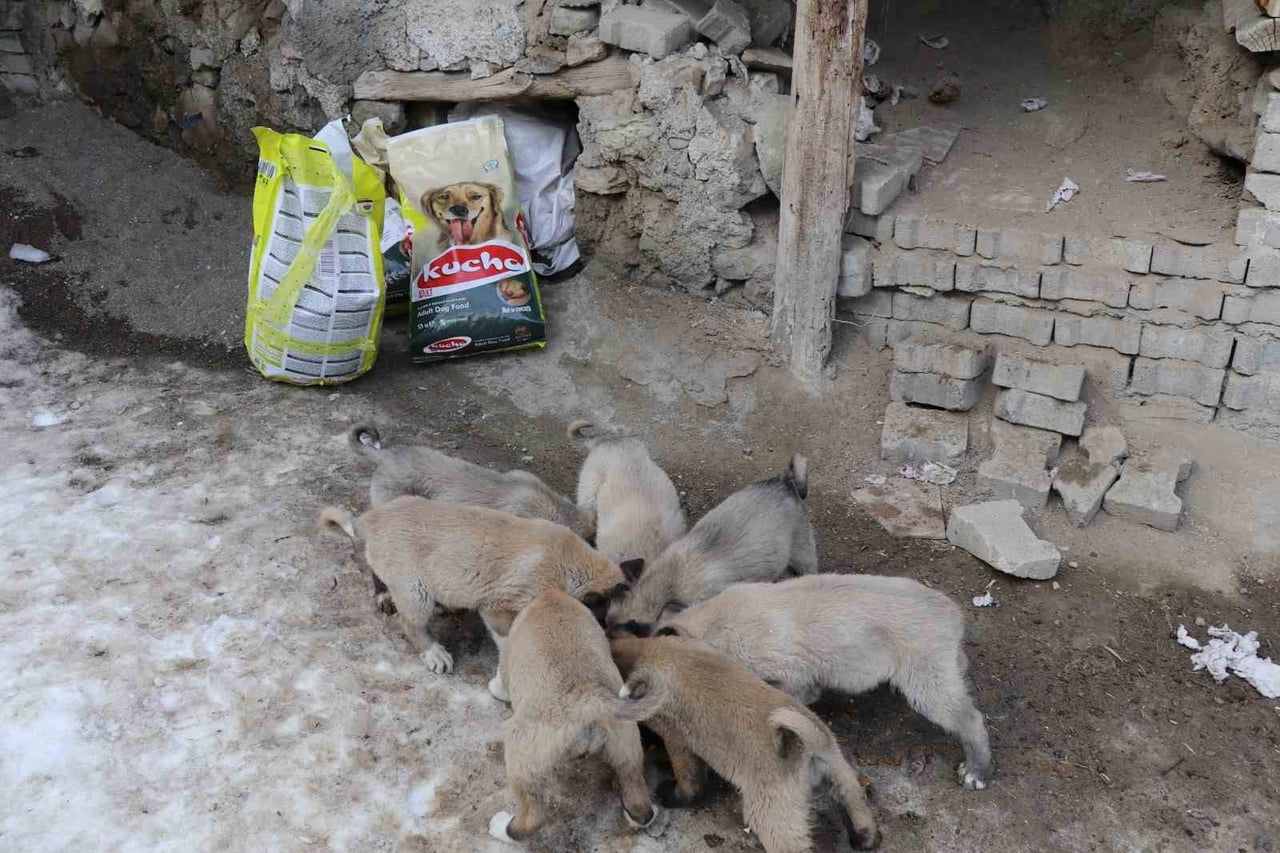 ERZURUM’UN OLTU İLÇESİNDE ESKİ BİR EVİN ÇATISINDA DÜNYAYA GELEN 10 SOKAK KÖPEĞİ YAVRUSU İÇİN...