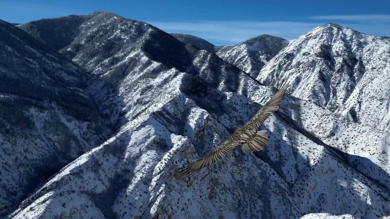 ERZURUM’UN UZUNDERE İLÇESİNDE SAKALLI AKBABA GÖRÜNTÜLENDİ.