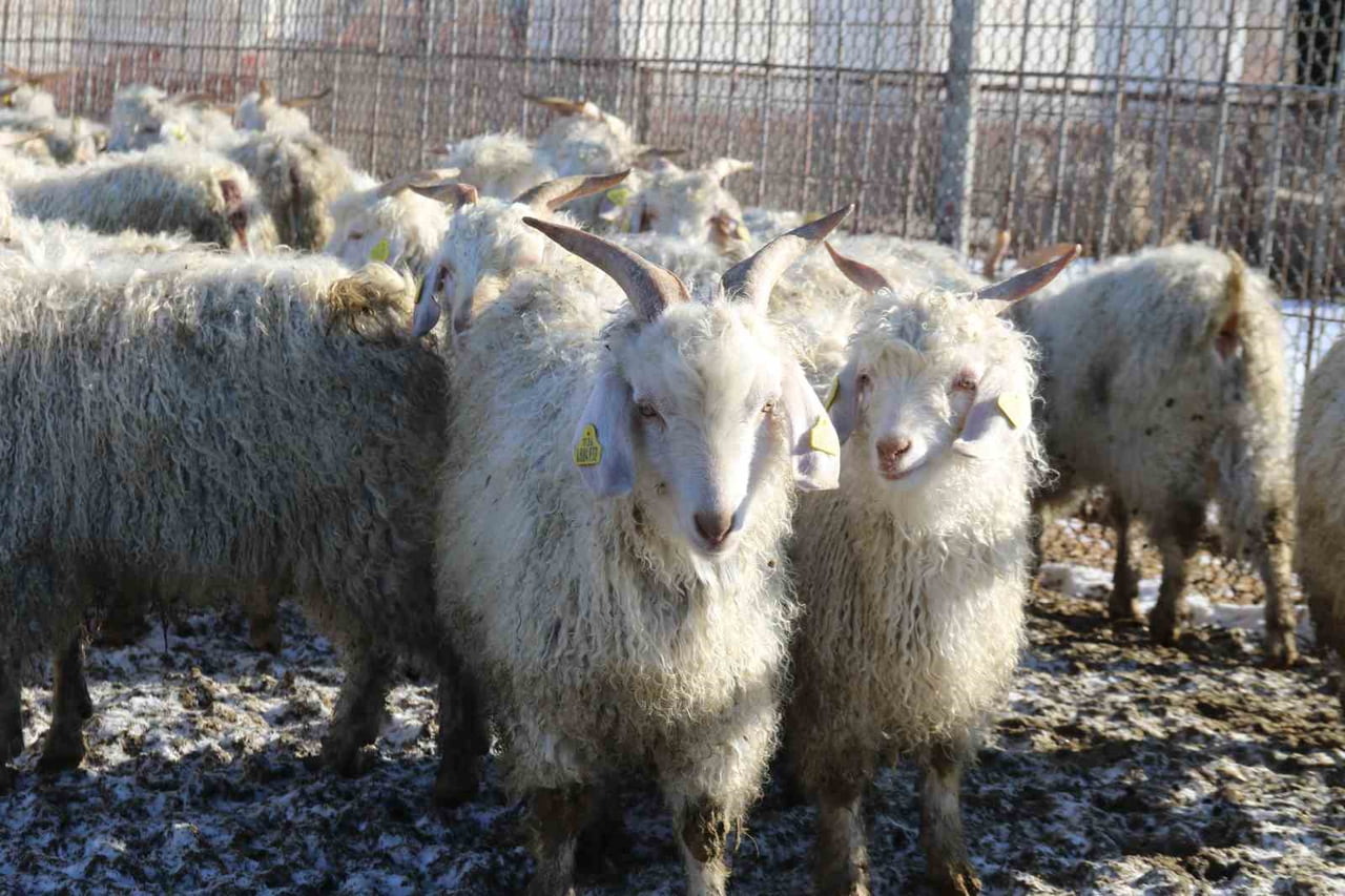 ESKİŞEHİR'DE FAALİYET GÖSTEREN TARIM İŞLETMELERİ GENEL MÜDÜRLÜĞÜ (TİGEM) BÜNYESİNDEKİ ANADOLU...