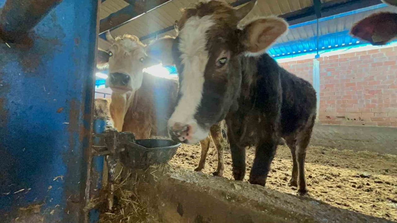 ESKİŞEHİR’DE EKSİ SEVİYELERDE SEYREDEN HAVA SICAKLARINDAN SONRASINDA, SU ŞEBEKELERİ DONAN HAYVAN...