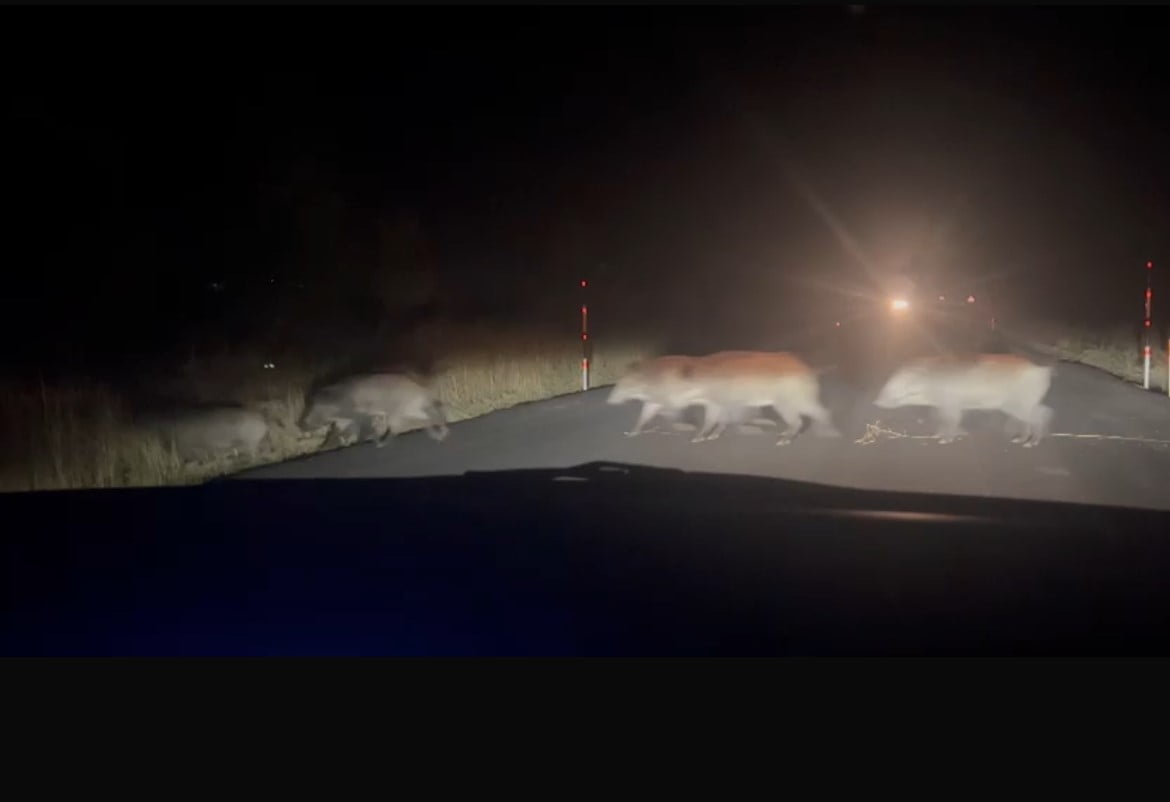 ESKİŞEHİR’DE YOLUN KARŞISINA GEÇEN YABAN DOMUZU SÜRÜSÜ AMATÖR KAMERA İLE KAYDEDİLDİ.