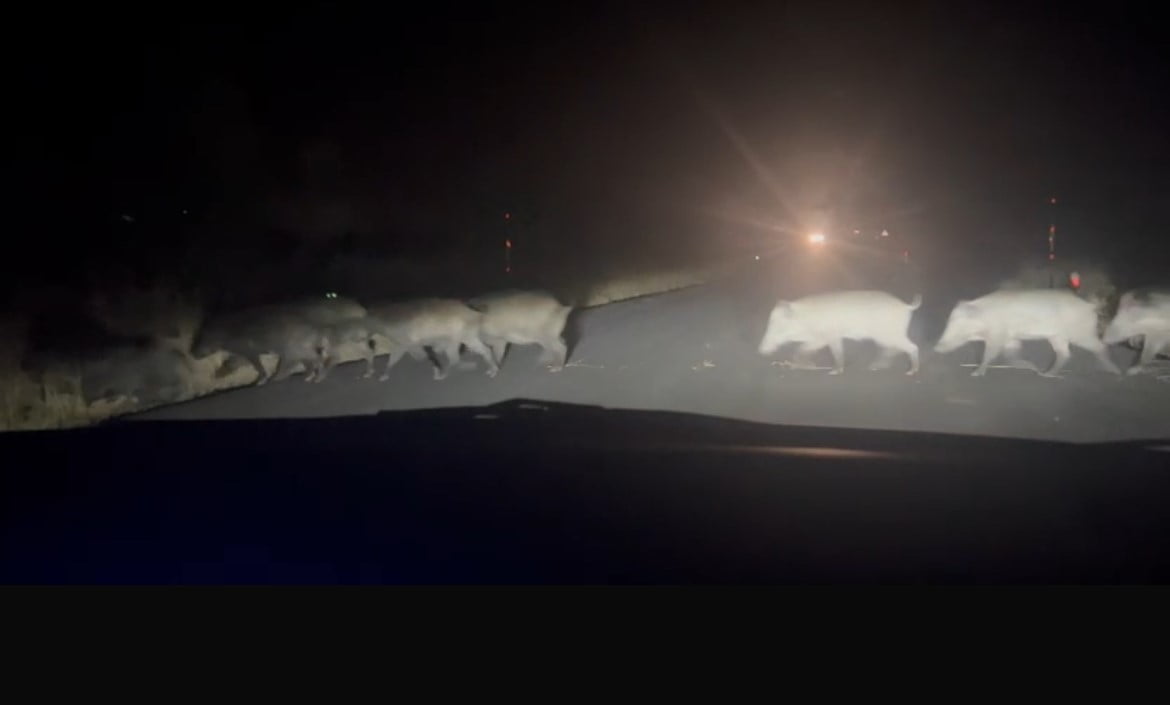 ESKİŞEHİR’DE YOLUN KARŞISINA GEÇEN YABAN DOMUZU SÜRÜSÜ AMATÖR KAMERA İLE KAYDEDİLDİ.