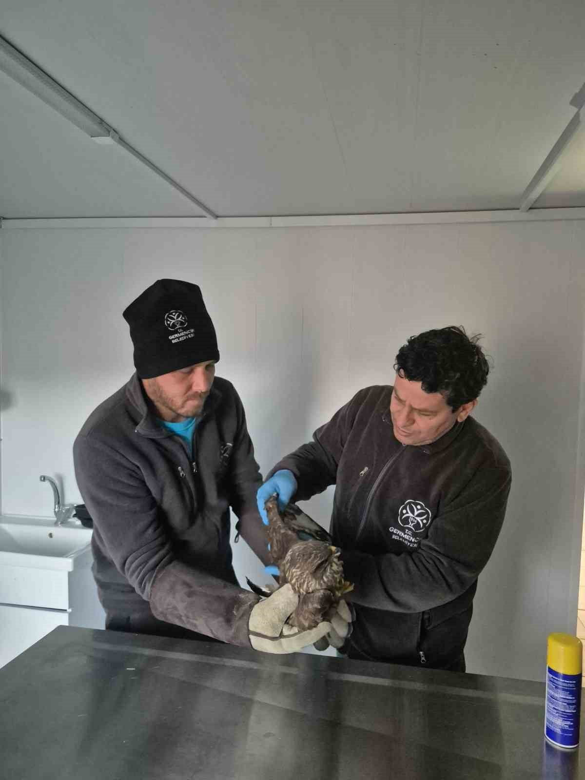 GERMENCİK BELEDİYESİ, VETERİNERLİK HİZMETLERİ KAPSAMINDA YÜRÜTTÜĞÜ ÇALIŞMALARLA YARALI HALDE...