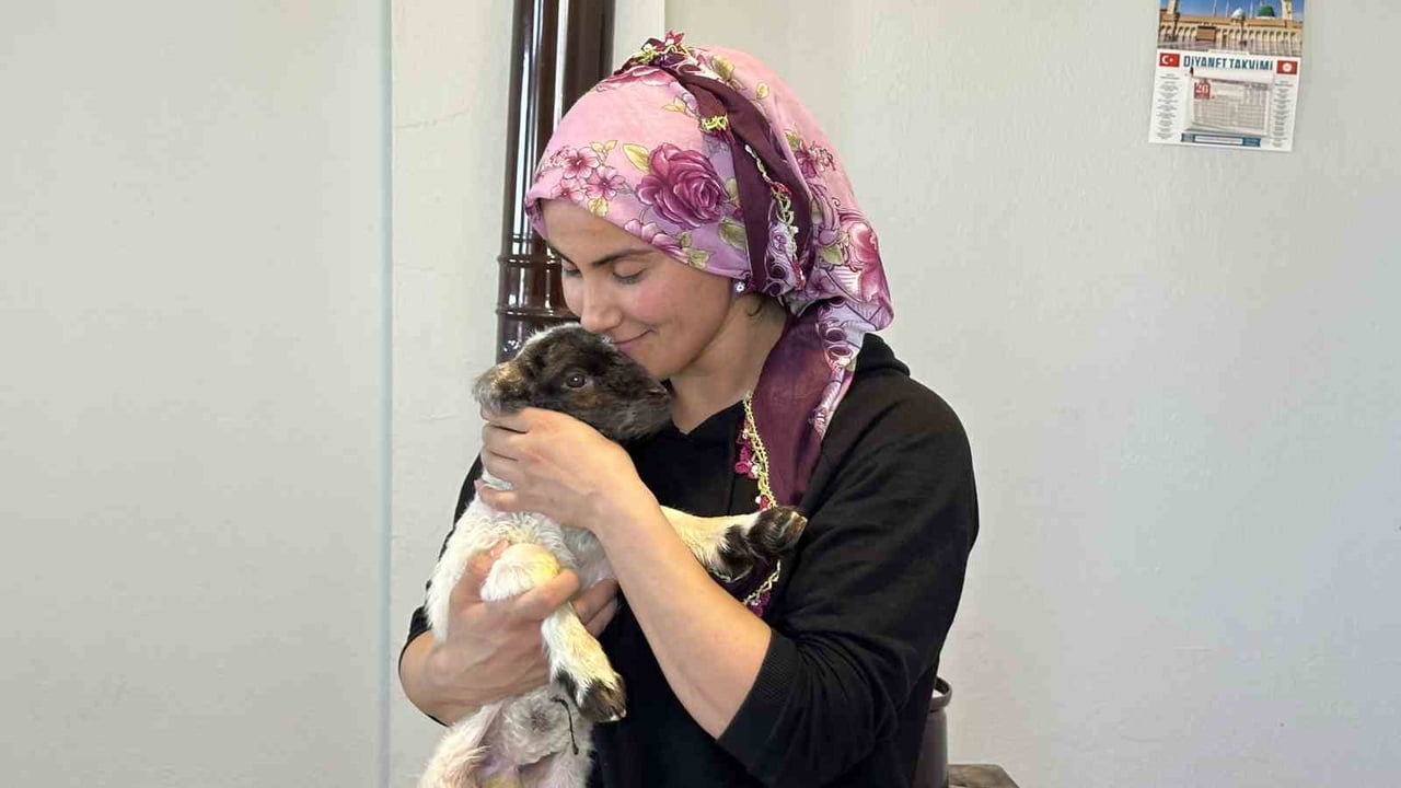 HAKKARİ'NİN YÜKSEKOVA İLÇESİNDE ANNESİ ÖLEN VE ‘UMUT’ İSMİ VERİLEN 10 GÜNLÜK KUZU, EV ORTAMINDA...
