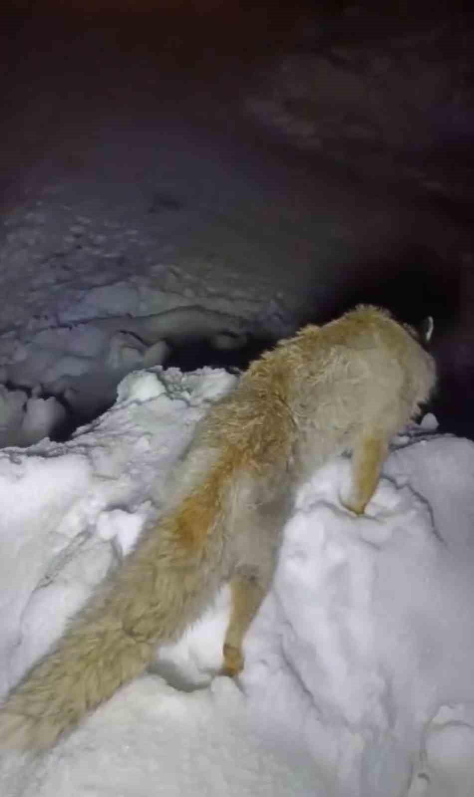 HAKKARİ'NİN YÜKSEKOVA İLÇESİNDE ETKİLİ OLAN DONDURUCU SOĞUKLAR NEDENİYLE YİYECEK ARAYIŞINDAKİ BİR...