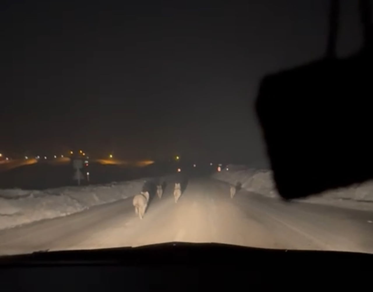 HAKKARİ’NİN YÜKSEKOVA İLÇESİNDE AÇ KALAN KURT SÜRÜSÜNÜN YERLEŞİM YERLERİNE KADAR İNMESİ, BÖLGEDEKİ...