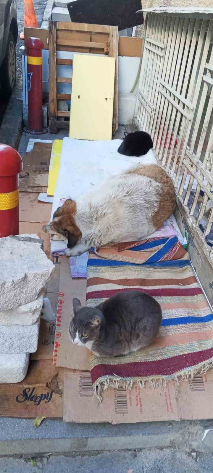 HALK ARASINDA "KEDİ-KÖPEK GİBİ" DEYİMİYLE ANLATILANIN AKSİNE, DONDURUCU SOĞUKLAR SOKAK...