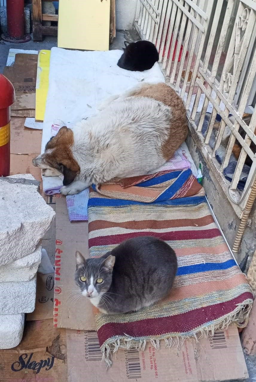 HALK ARASINDA "KEDİ-KÖPEK GİBİ" DEYİMİYLE ANLATILANIN AKSİNE, DONDURUCU SOĞUKLAR SOKAK...
