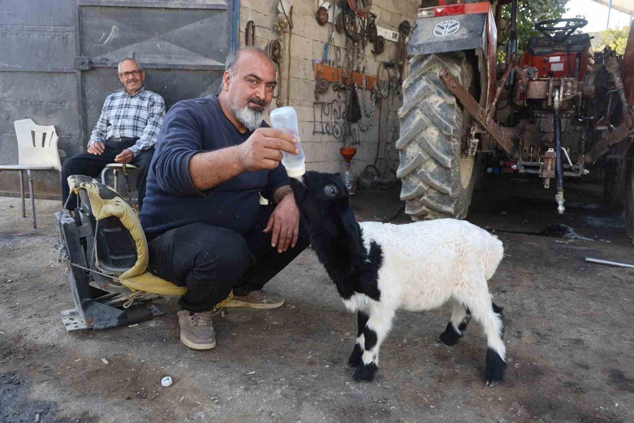 HATAY'DA ANNESİ ÖLEN KUZUYU SAHİPLENEN VE 'KARABAŞ' İSMİNİ VEREN HAKAN ATAY, YEĞENİYLE BİRLİKTE...