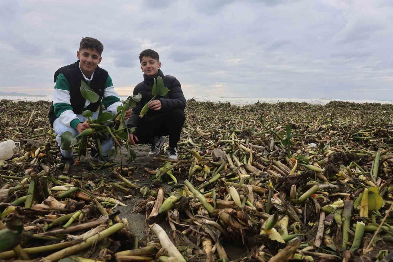 HATAY'DA YAZ AYLARINDA ASİ NEHRİN TAMAMINI KAPLAYAN İSTİLACI SU SÜMBÜLLERİ, ŞİDDETLİ FIRTINA VE...