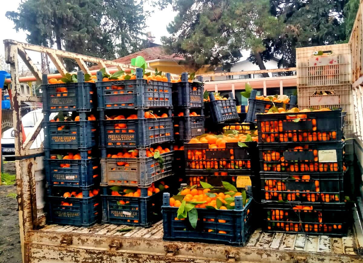HATAY'DAKİ NARENCİYE ÜRETİCİLERİNDEN ÜRÜN SİPARİŞ EDEN ALAÇATI GÖNÜLLÜLERİ, HEM ÜRETİCİLERE KATKI...
