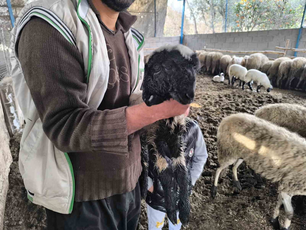 HATAY’DA ÇİFT BAŞLI OLARAK DÜNYAYA GELEN KUZU, YAŞAMA TUTUNDU. KUZUNUN 2 KAFASI, 2 AĞZI VE 4 GÖZÜ...