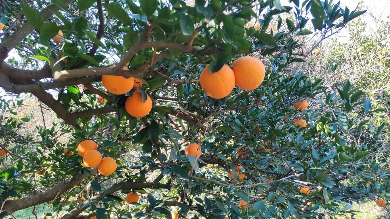 HATAY’DA NARENCİYE BAHÇESİNDEN PİYASA DEĞERİ 25 BİN TL OLAN 2 BUÇUK TON PORTAKAL ÇALAN 5 ŞAHIS...