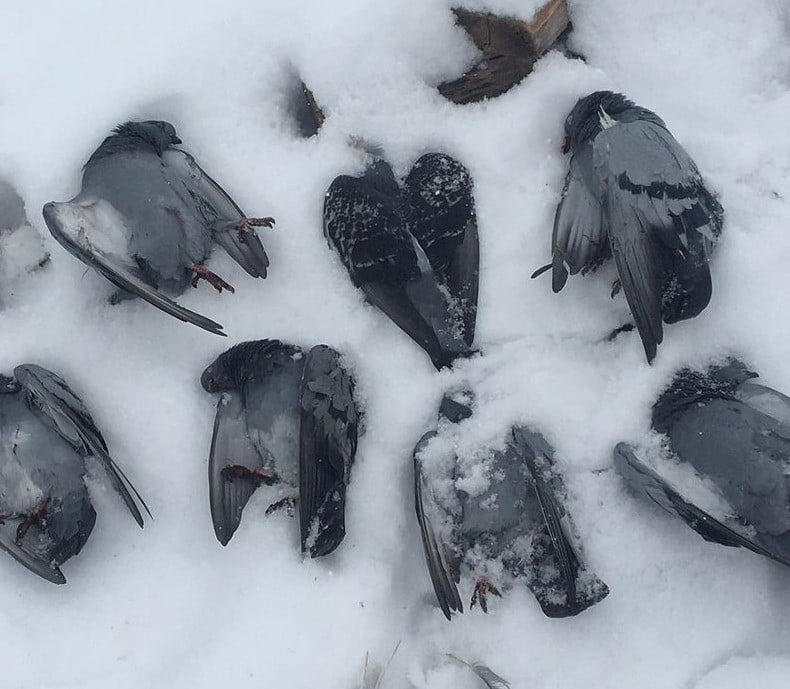 HAVA SICAKLIĞININ EKSİ 13 DERECELERİ GÖRDÜĞÜ ELAZIĞ’DA, ONLARCA GÜVERCİN DONARAK TELEF...