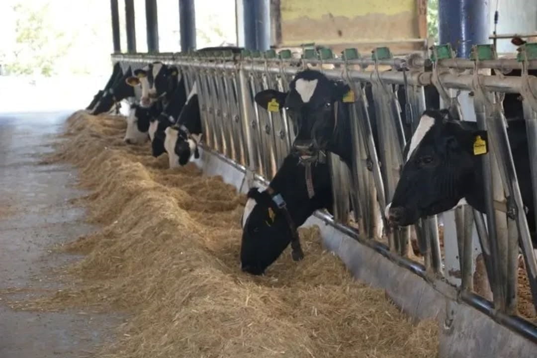 HAYVANCILIKTA TÜRKİYE HARİTASINDA DİKKAT ÇEKEN İLLERDEN BİRİ OLAN AYDIN, BÜYÜKBAŞ HAYVAN...