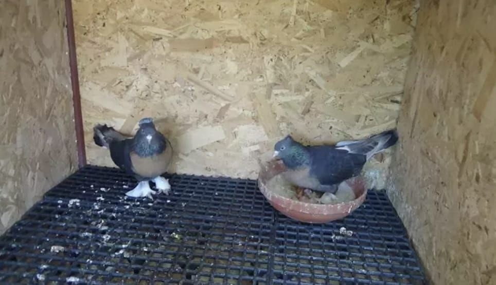 HOBİ AMAÇLI KUŞ BESLEYEN UĞUR KAYGISIZ, "BUGÜN ASANSÖRE İDRARINI YAPAN, YARIN DAHA BÜYÜK ŞEYLER...