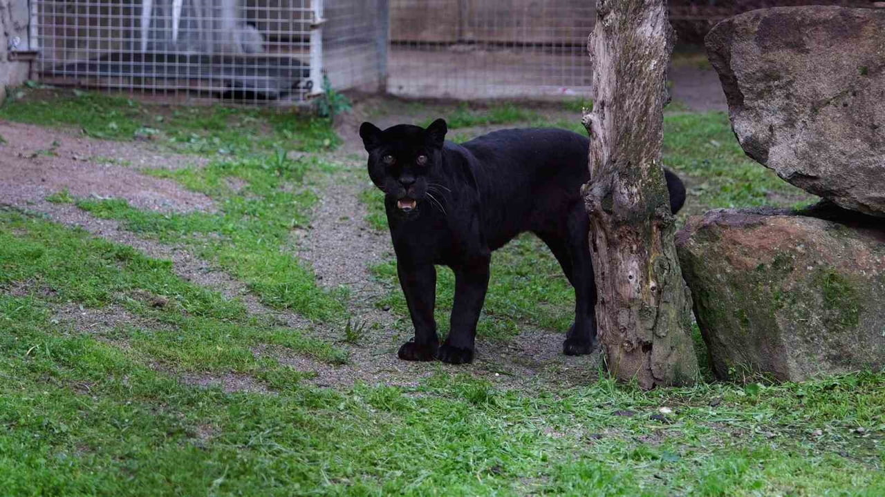 İLERİ YAŞINA BAĞLI SAĞLIK SORUNLARI OLUŞAN VE BU NEDENLE ÖZEL BAKIM ALTINA ALINAN 18 YAŞINDAKİ...