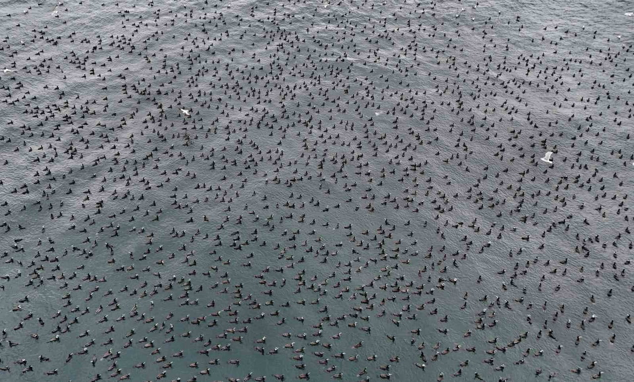 İSTANBUL’DA ÜREME DÖNEMİNE GİREN KARABATAKLAR, NORMALDE MAT SİYAH OLAN TÜYLERİNİN, BRONZ YA DA...