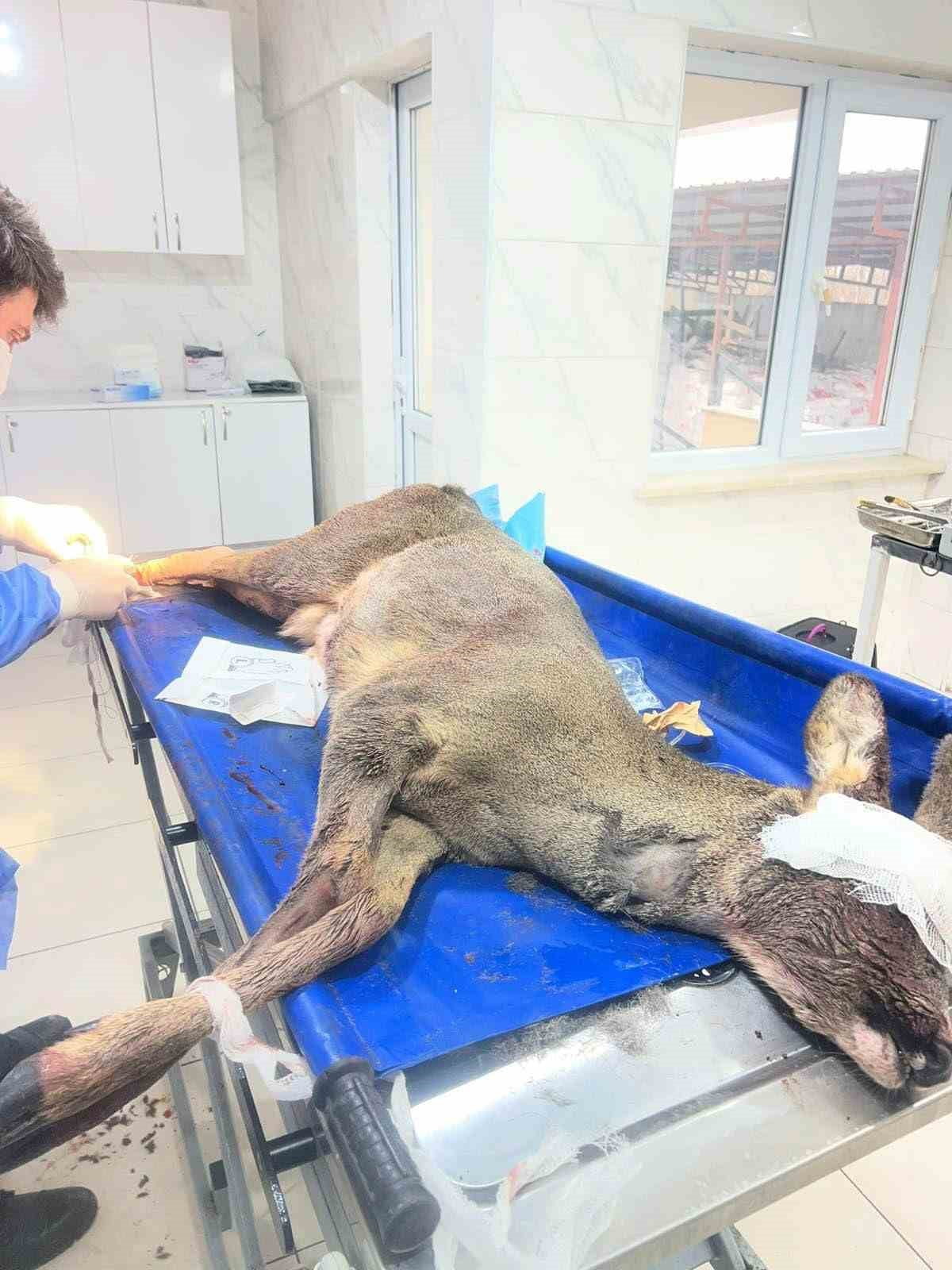 KARABÜK'TE BİR ARACIN ÇARPMASI SONUCU YARALANAN KARACA, EKİPLER TARAFINDAN TEDAVİ ALTINA...