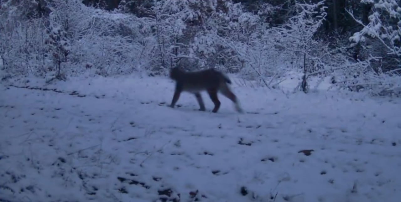KARABÜK'ÜN OVACIK İLÇESİNDE VAŞAK VE KURTLAR YİYECEK ARARKEN FOTOKAPANA YANSIDI.