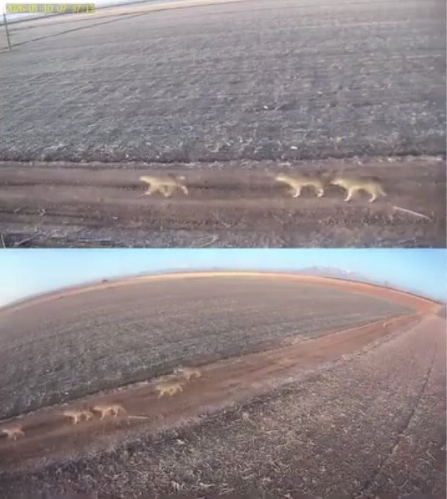 KARAMAN’DA SOĞUK HAVA ŞARTLARININ ETKİSİNİ ARTIRMASIYLA BİRLİKTE DAĞLIK ALANLARDA YİYECEK...