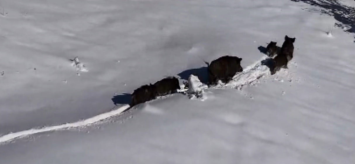 KARLI ARAZİDE İLERLEYEN DOMUZ SÜRÜSÜ HAVADAN GÖRÜNTÜLENDİ