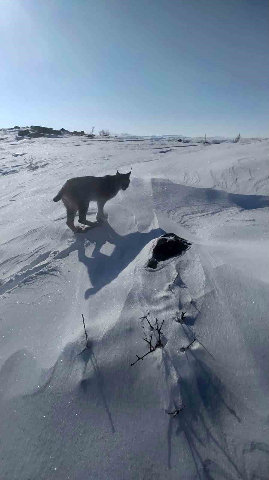 KARLIOVA’DA NESLİ TÜKENME TEHLİKESİ ALTINDAKİ VAŞAK GÖRÜNTÜLENDİ