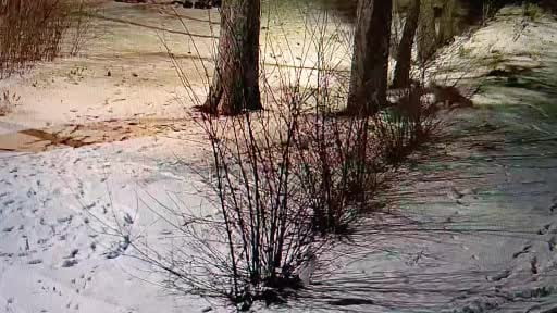 Kars'ta oyun oynayan tilkiler kamerada