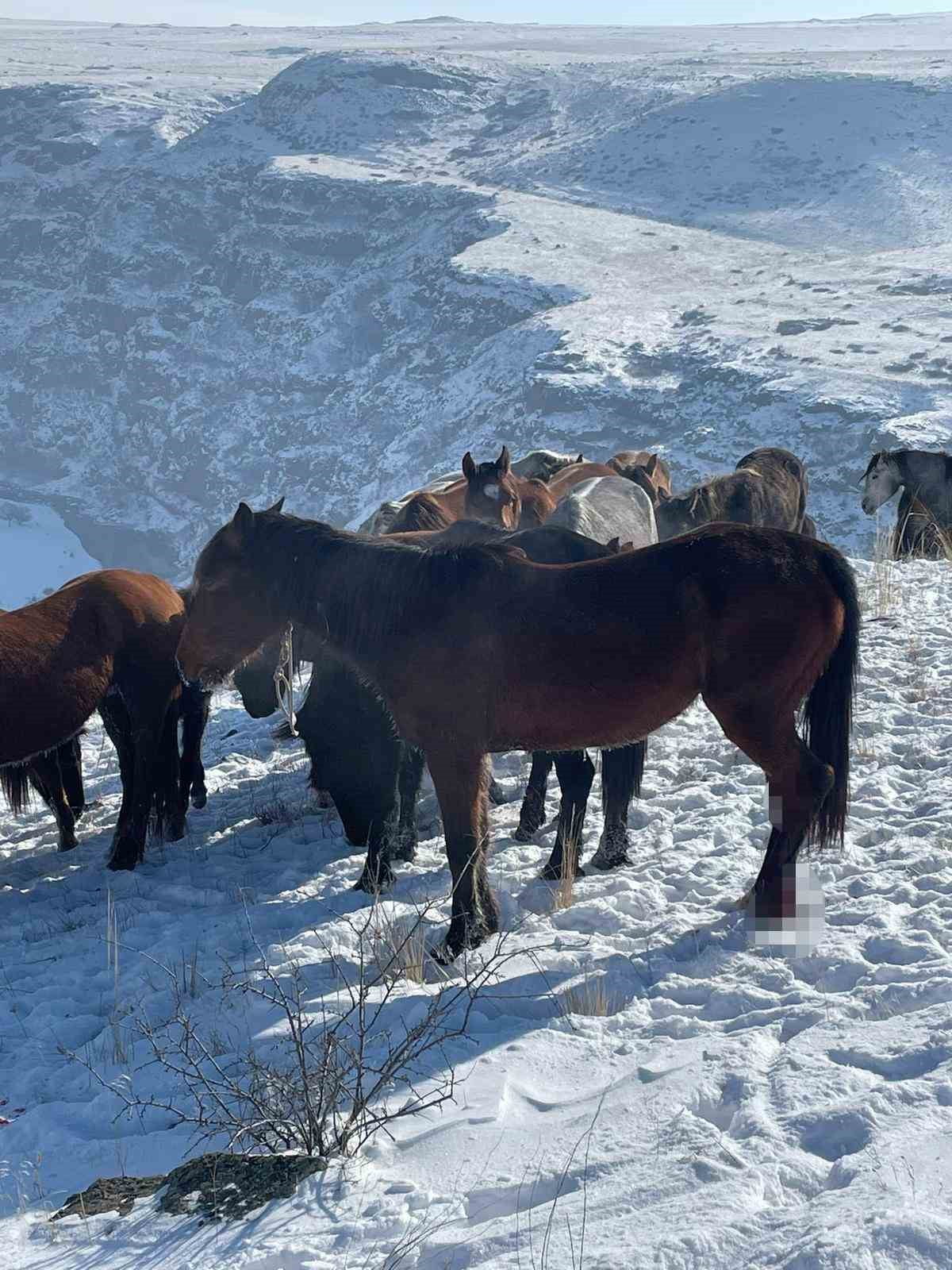 KARS'TA YAKLAŞIK 15 AT KARLA KAPLI ARAZİDE YARALI HALDE BULUNDU. BÜYÜK ŞAŞKINLIK YAŞAYAN HAYVAN...