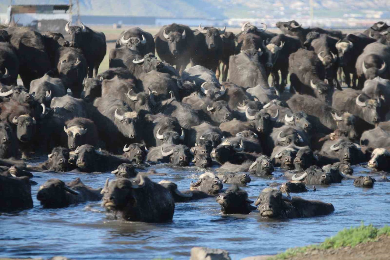 KAYSERİ'DE DENİZ SEVİYESİNDEN YAKLAŞIK BİN 73 METRE YÜKSEKLİKTE YER ALAN VE AVRUPA, ASYA VE AFRİKA...