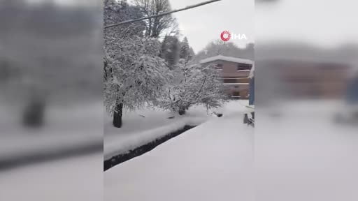 Kedilerin karda yürümeye çalıştığı anlar renkli görüntülere sahne oldu