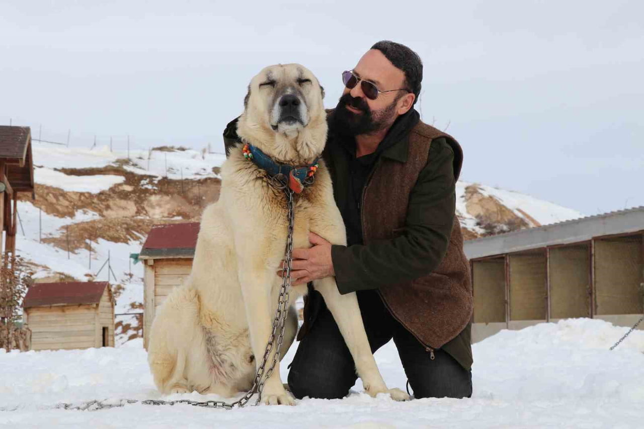 KIŞ AYLARININ GELİŞİYLE BİRLİKTE KAR VE SOĞUK HAVAYLA BULUŞAN KANGAL KÖPEKLERİ ADETA YENİDEN...
