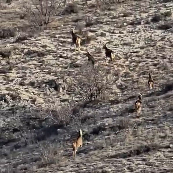 KİŞEHİR’DE GÖRÜNTÜLENEN 8 GEYİĞİN GÖRÜNTÜSÜ, ÇEKİM YAPAN VATANDAŞLARDA HAYRANLIK...