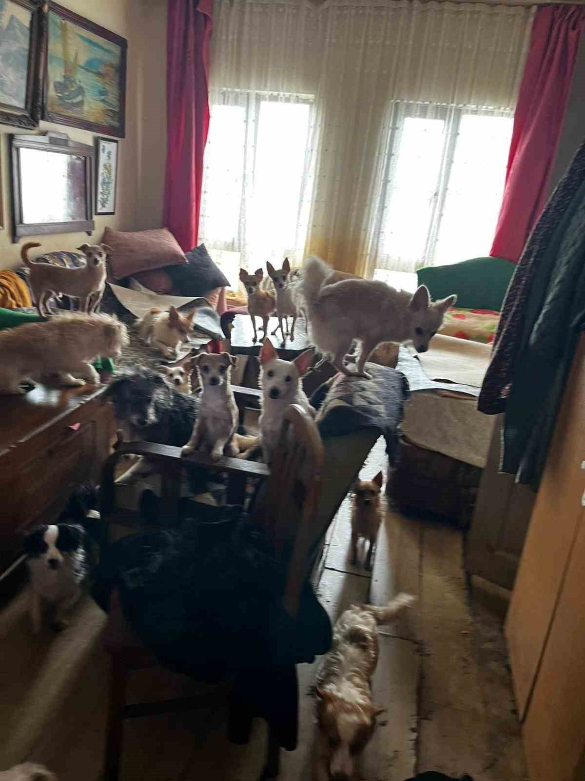 KOCAELİ'NİN KANDIRA İLÇESİNDE BİR EVDE ÇOK SAYIDA KEDİ VE KÖPEĞİN KÖTÜ ŞARTLARDA TUTULDUĞU İHBARI...