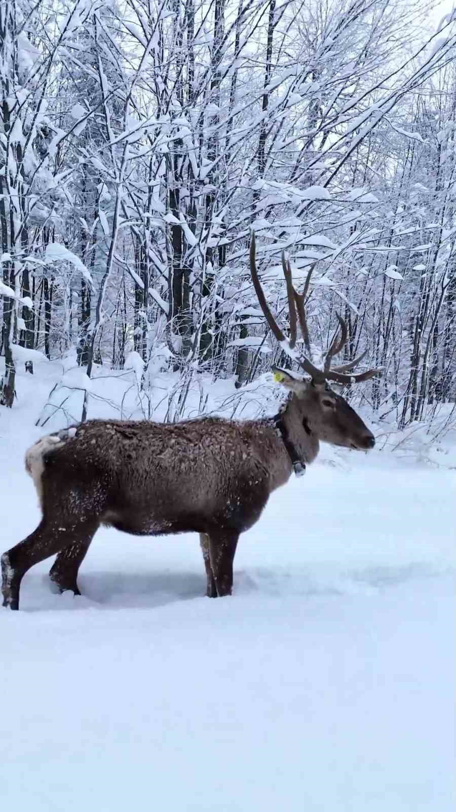 KOCAELİ'NİN KIŞ TURİZMİYLE ÜNLÜ İLÇESİ KARTEPE'DE, DOĞAL YAŞAM ALANLARINA BIRAKILAN KIZIL...