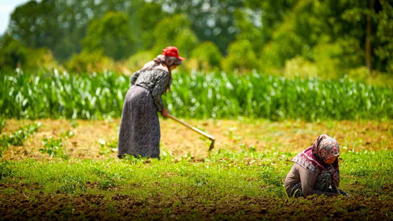 KOCAELİ’DE KOOPERATİF VE BİRLİKLERE YÜZDE 75 HİBELİ TARIMSAL DESTEKLER YENİDEN BAŞLADI. KADIN VE...