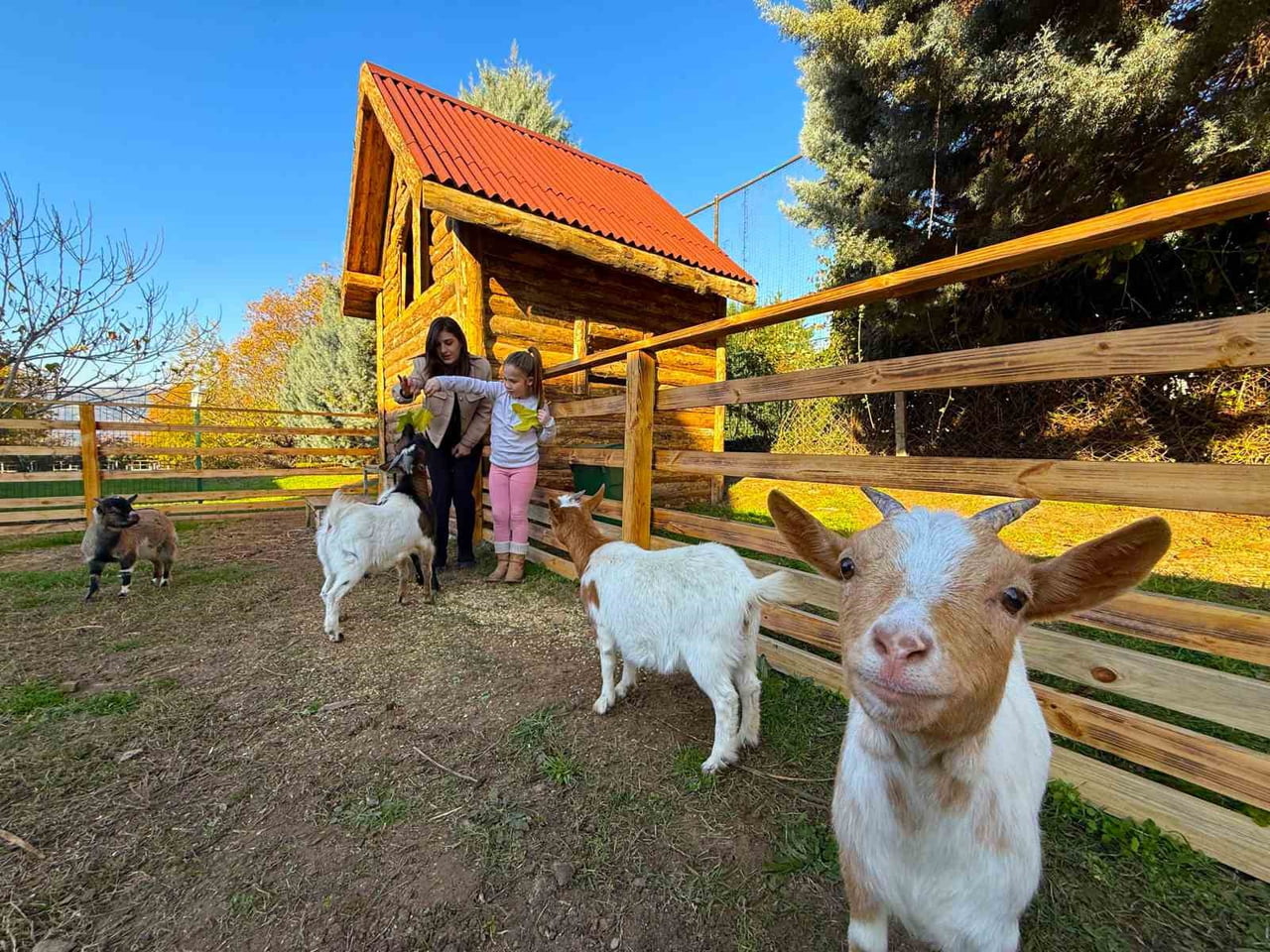 KOCAELİ’DE ÖZEL BİR EĞİTİM VE REHABİLİTASYON MERKEZİNDE ÖZENLE BAKILAN KEÇİ, ÖRDEK, TAVUK, TAVŞAN...